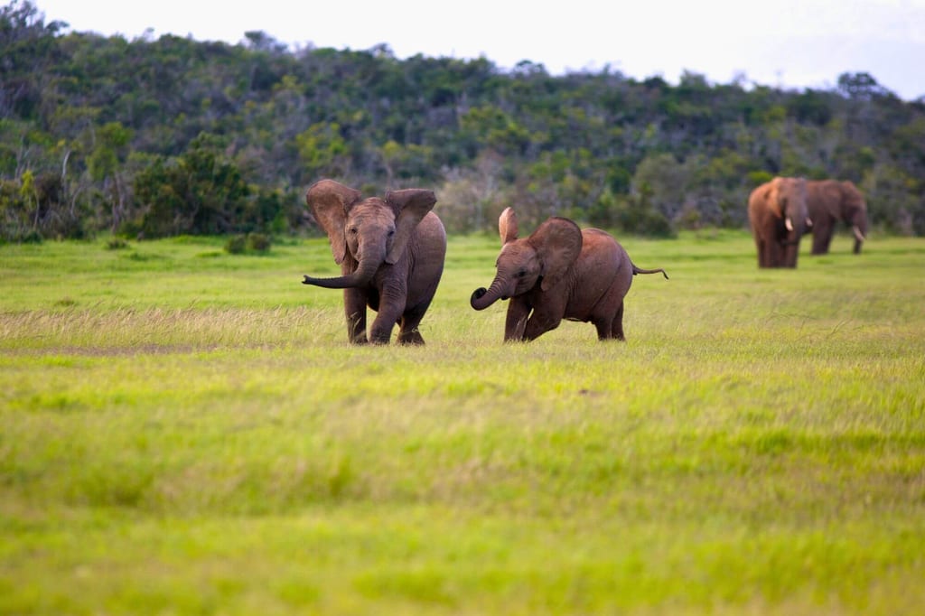 Zwei junge Elefanten laufen über grüne Wiese, ein erwachsener Elefant im Hintergrund.