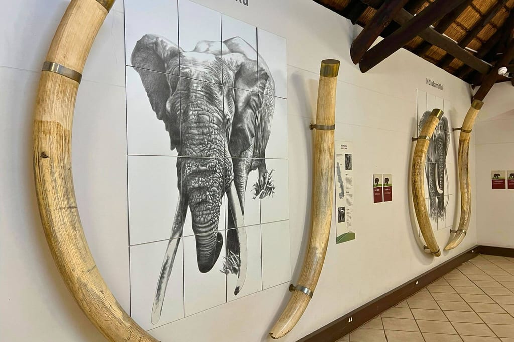 Ausstellungsraum mit Elefanten-Porträts auf Kacheln, eingerahmt von montierten Stoßzähnen.