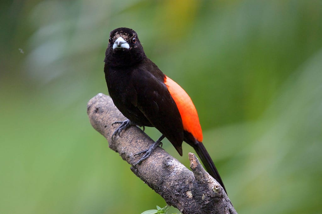 Cherrie Tangaren auf Ast mit schwarzem Gefieder und orangeroter Flanke vor grünem Hintergrund.