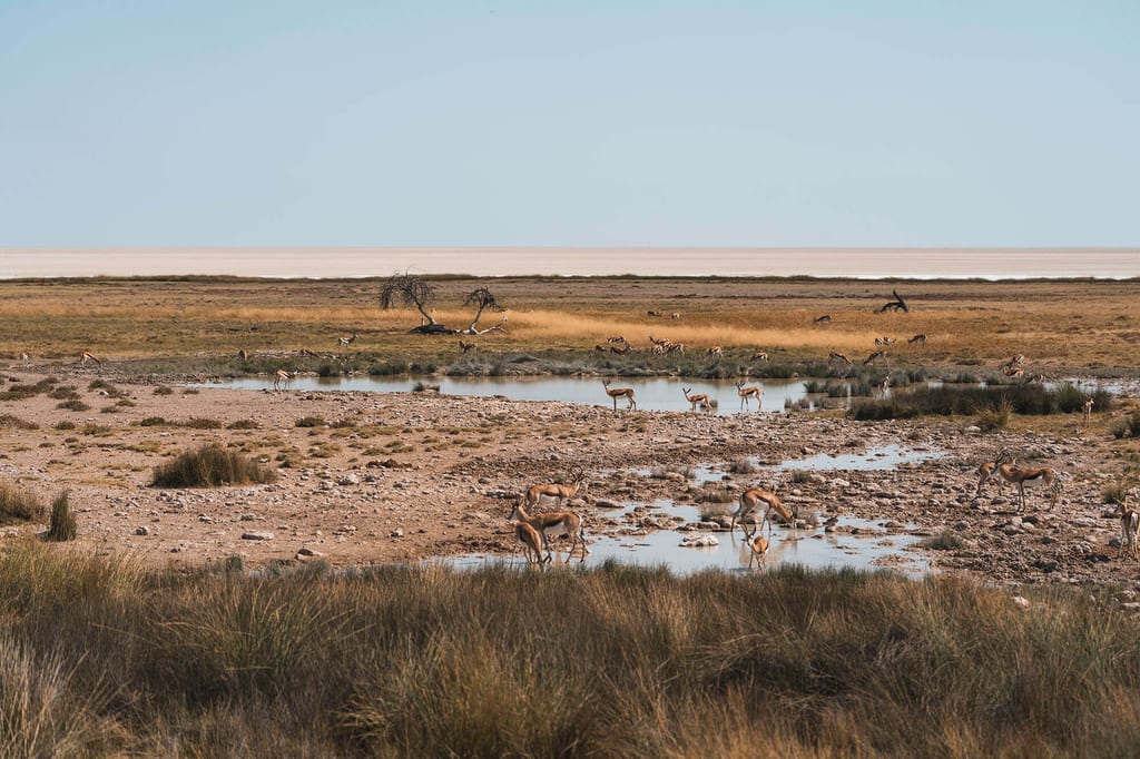 Weitaufnahme einer Savanne mit einer Wasserstelle, an der mehrere Antilopen trinken und grasen.