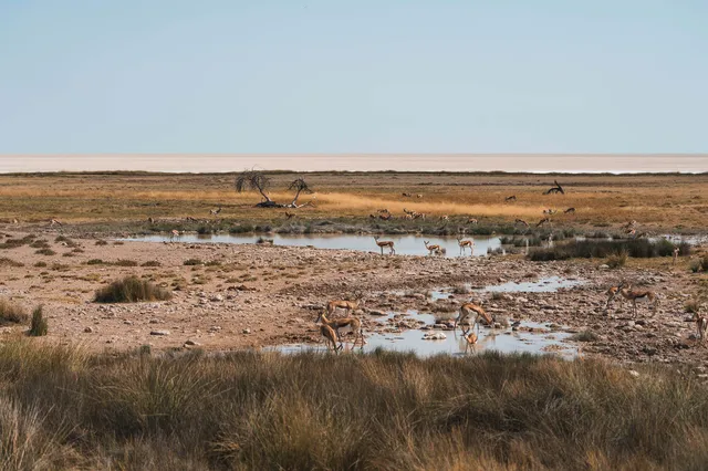 Weitaufnahme einer Savanne mit einer Wasserstelle, an der mehrere Antilopen trinken und grasen.