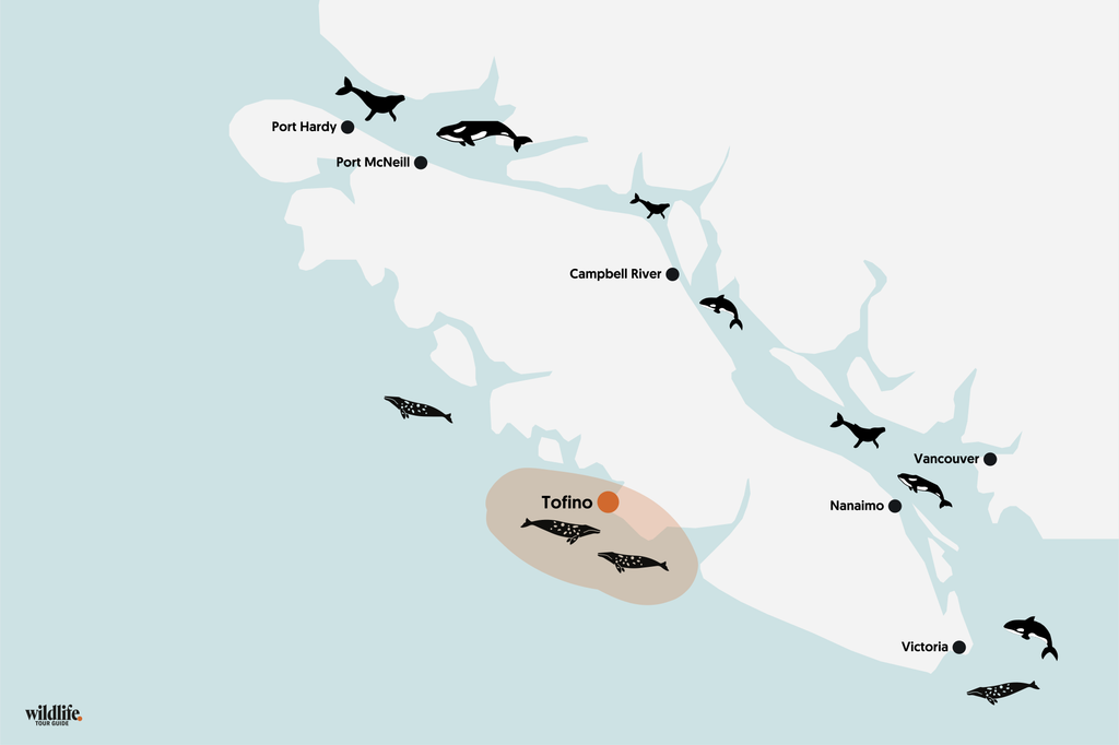 Whale Watching vor Tofino und Ucluelete