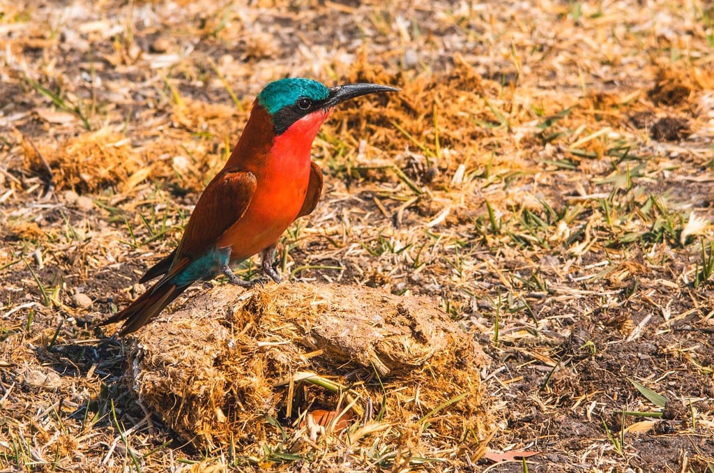 Ein einzelner Karminspinte steht am Boden neben einer Nestöffnung in trockenem Gras.