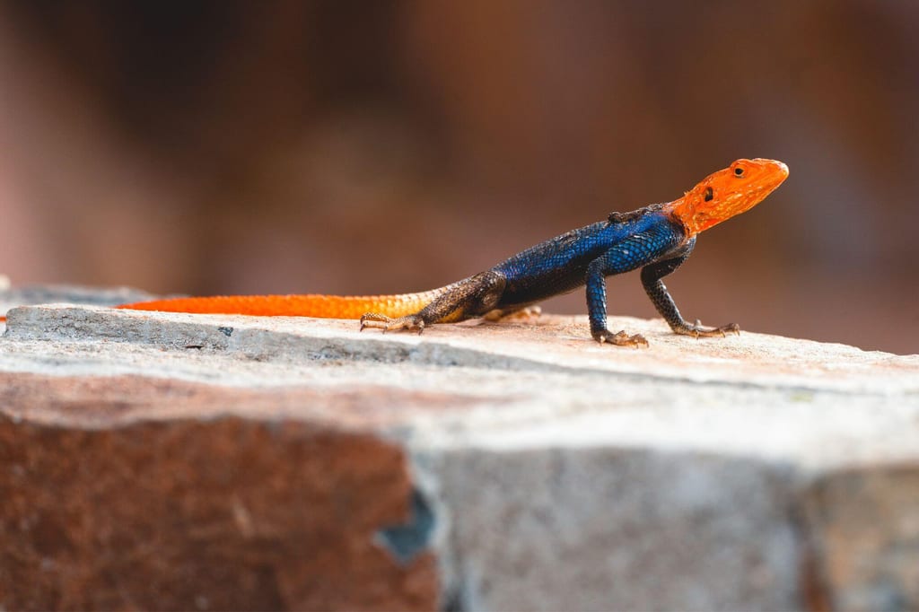Namibische Felsenagame seitlich auf Fels, orange Kopf und Schwanz, blau-schwarzer Körper.