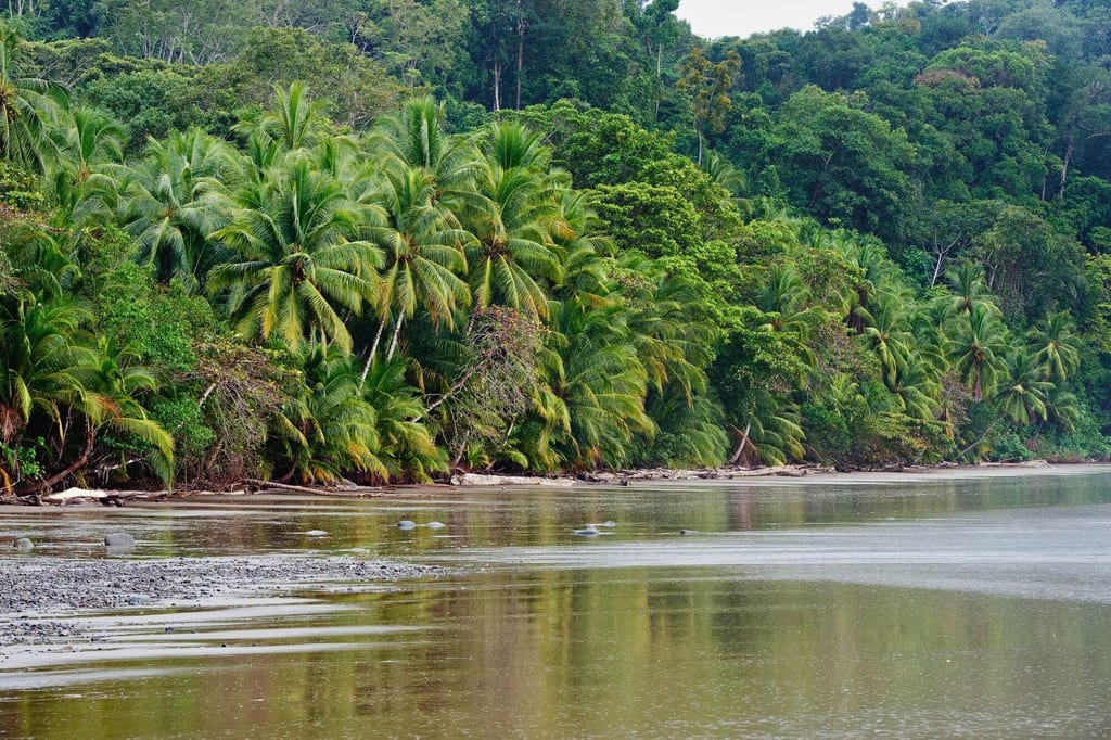 Tropische Küste mit Kokospalmen am Strand, ruhiges flaches Wasser und dichter Regenwald im Hintergrund.
