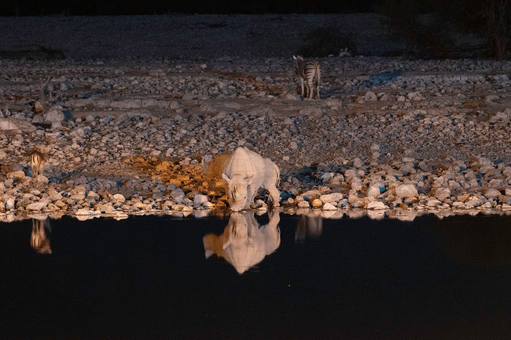 Nashorn trinkt bei Nacht an einer Wasserstelle, Zebra im Hintergrund, Spiegelung im Wasser