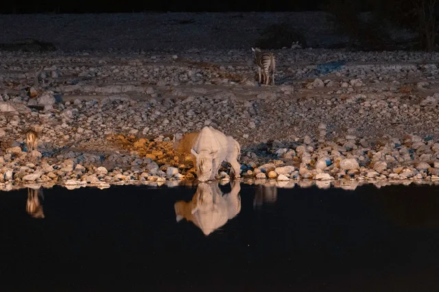Nashorn trinkt bei Nacht an einer Wasserstelle, Zebra im Hintergrund, Spiegelung im Wasser