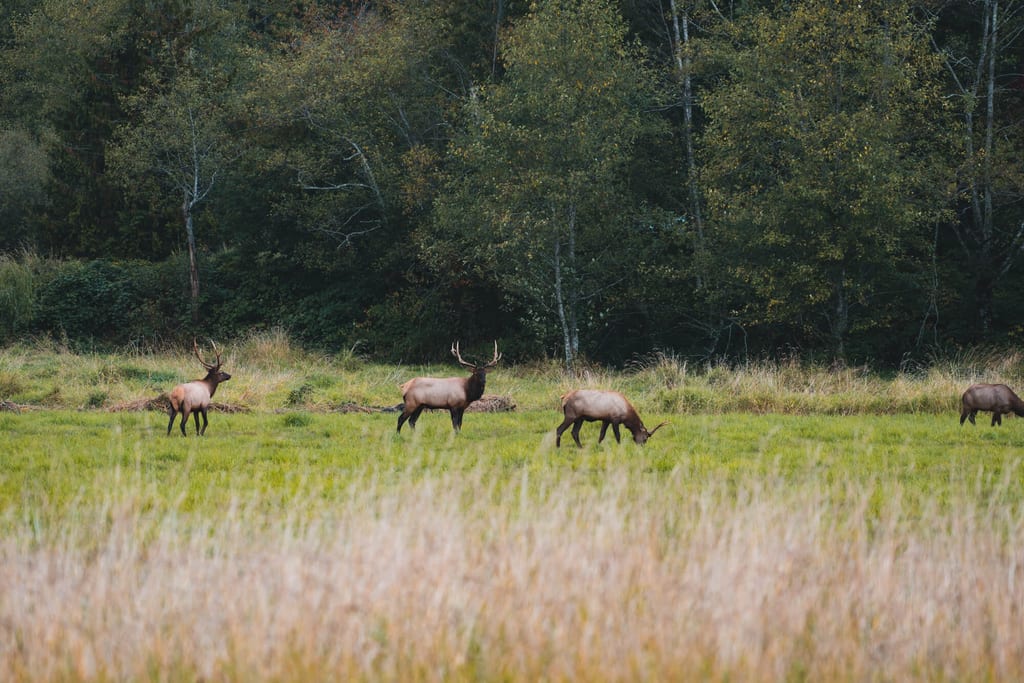 Wildtiere in Kanada