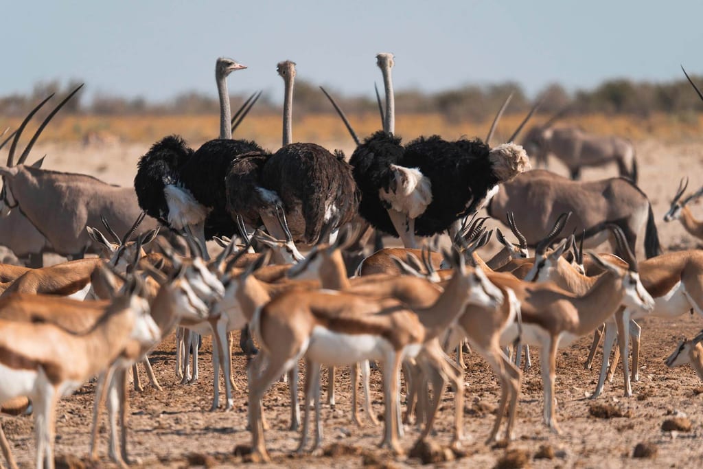 Der Anblick von den verschiedenen Tierarten, die hier zusammen stehen ist wunderschön