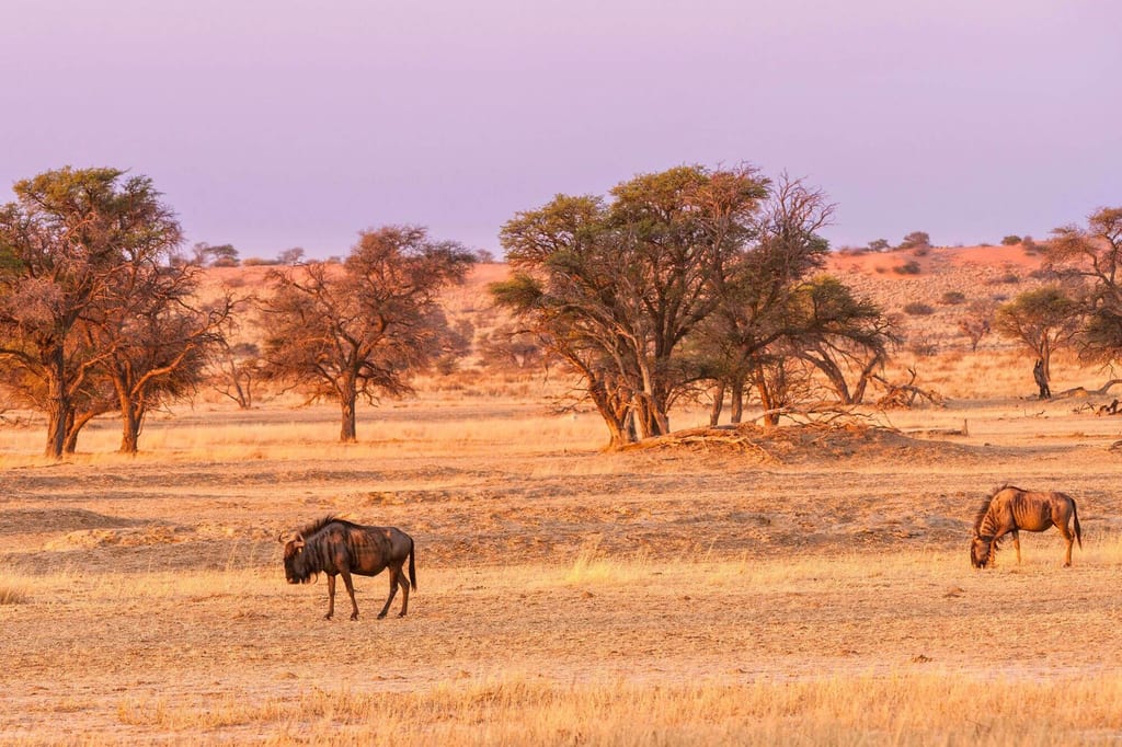 Kalahari-Savanne in Namibia mit zwei Huftieren im warmen Abendlicht vor knorrigen Bäumen