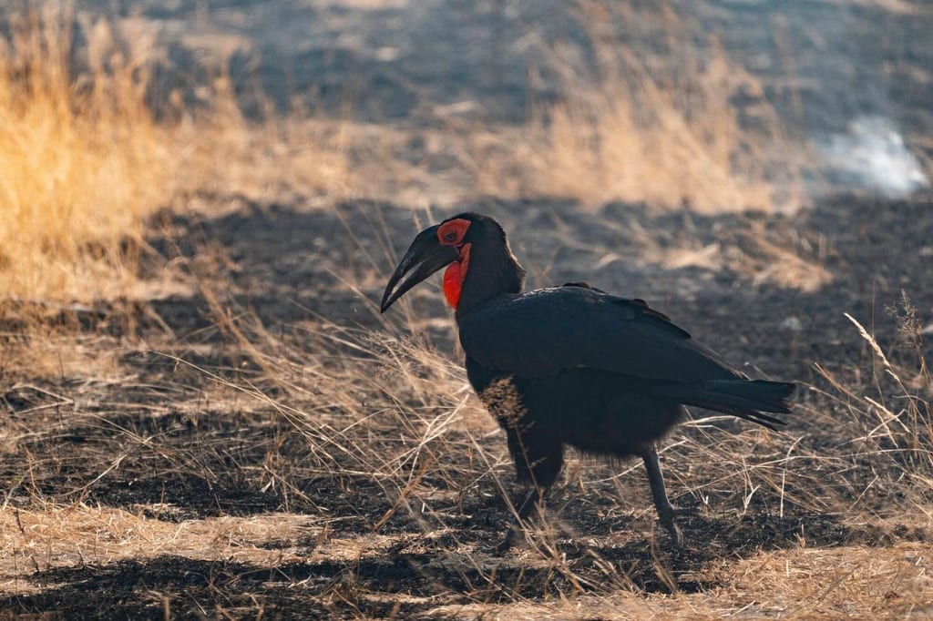 Rotgesicht-Hornrabe steht im trockenen Gras, seitliches Porträt im warmen Abendlicht.