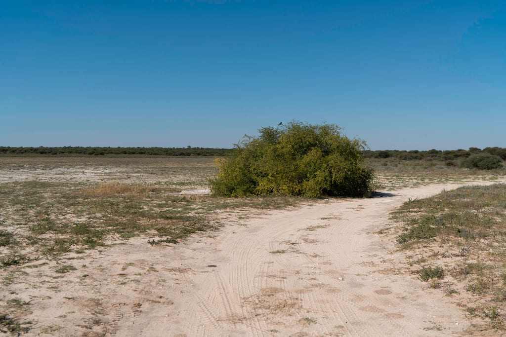 Sandiger Fahrweg zu einem dichten Busch in einer flachen, trockenen Landschaft unter klarem blauem Himmel.