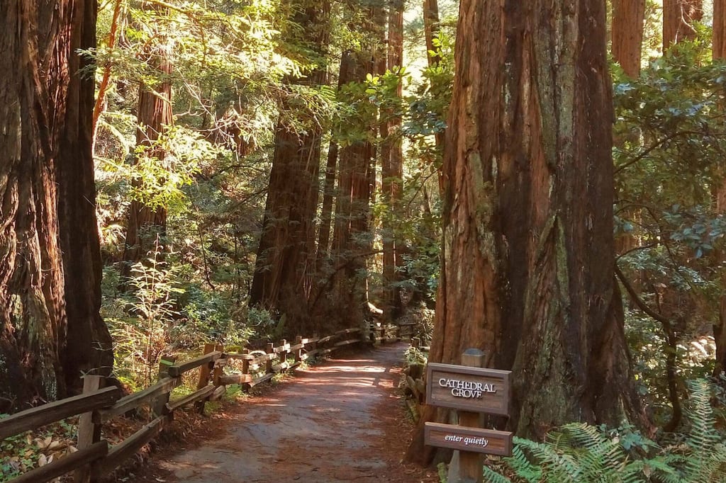 Waldweg zwischen hohen Baumstämmen mit Holzschild 'Cathedral Grove', warmes Licht durchs Blätterdach
