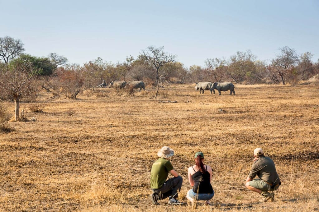 Drei Personen beobachten große Huftiere in einer trockenen Savannenlandschaft.