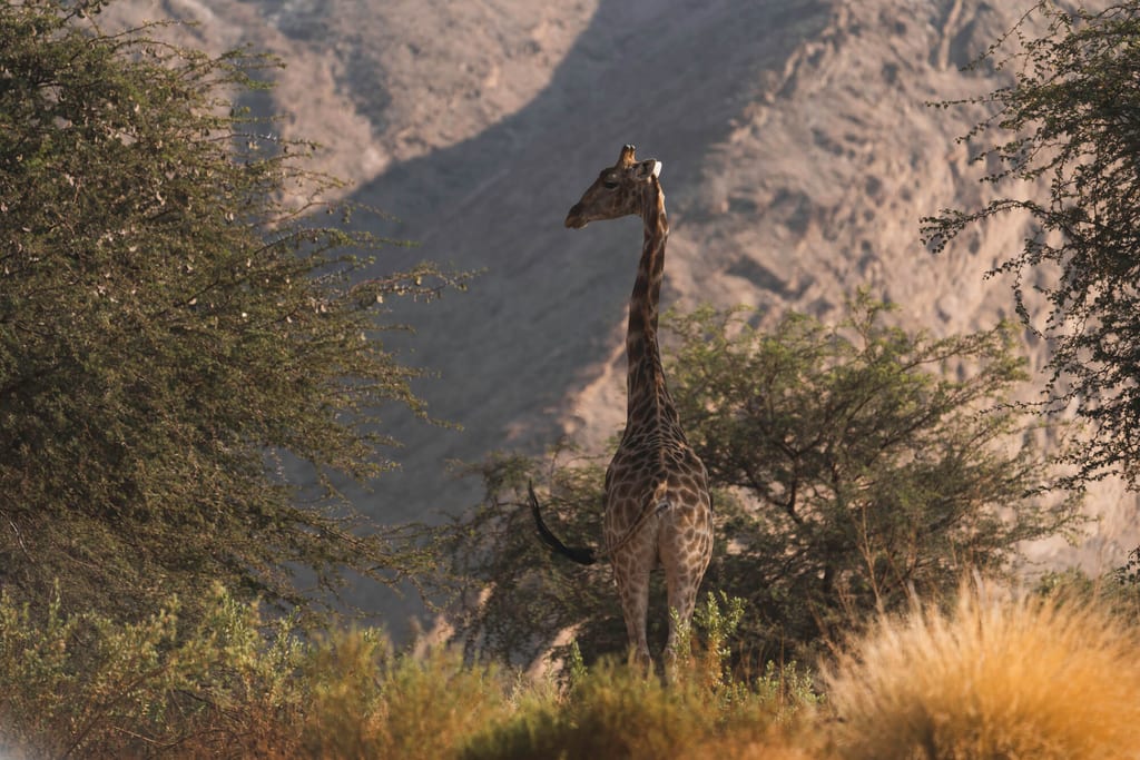 Einzelne Giraffe in goldenem Seitenlicht vor Buschland und Felsen.