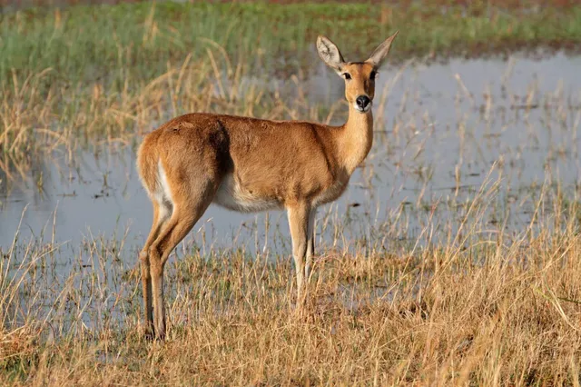 Großriedbock in feuchter Graslandschaft am Wasser, Seitenansicht im warmen Tageslicht