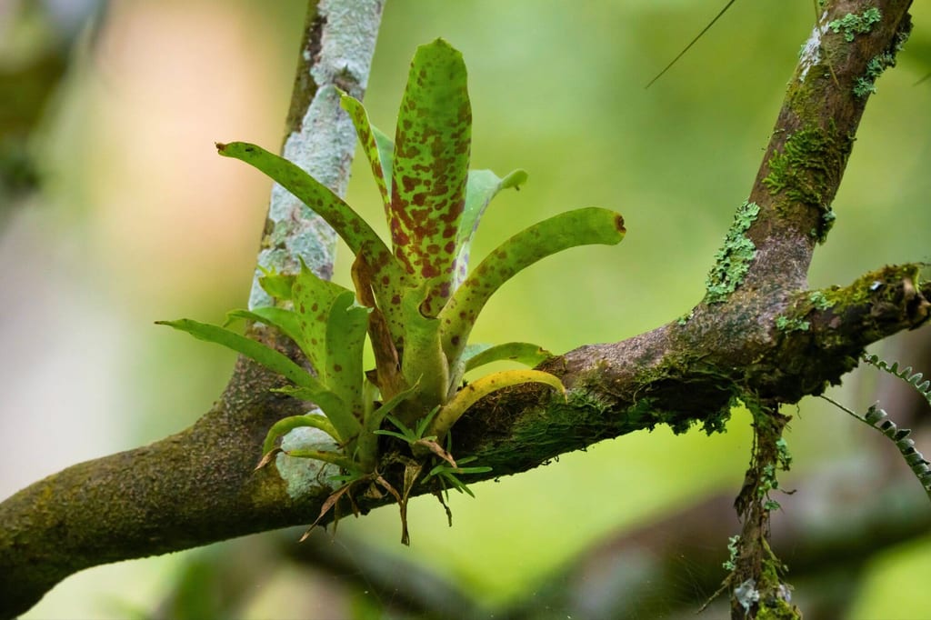 Epiphytische Bromelien-Rosette auf moosigem Ast im Wald, weich beleuchtet
