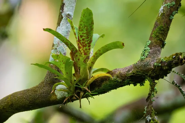 Epiphytische Bromelien-Rosette auf moosigem Ast im Wald, weich beleuchtet