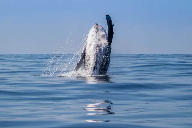 Ein einzelner Wal bricht aus dem ruhigen Meer unter klarem Tageshimmel.