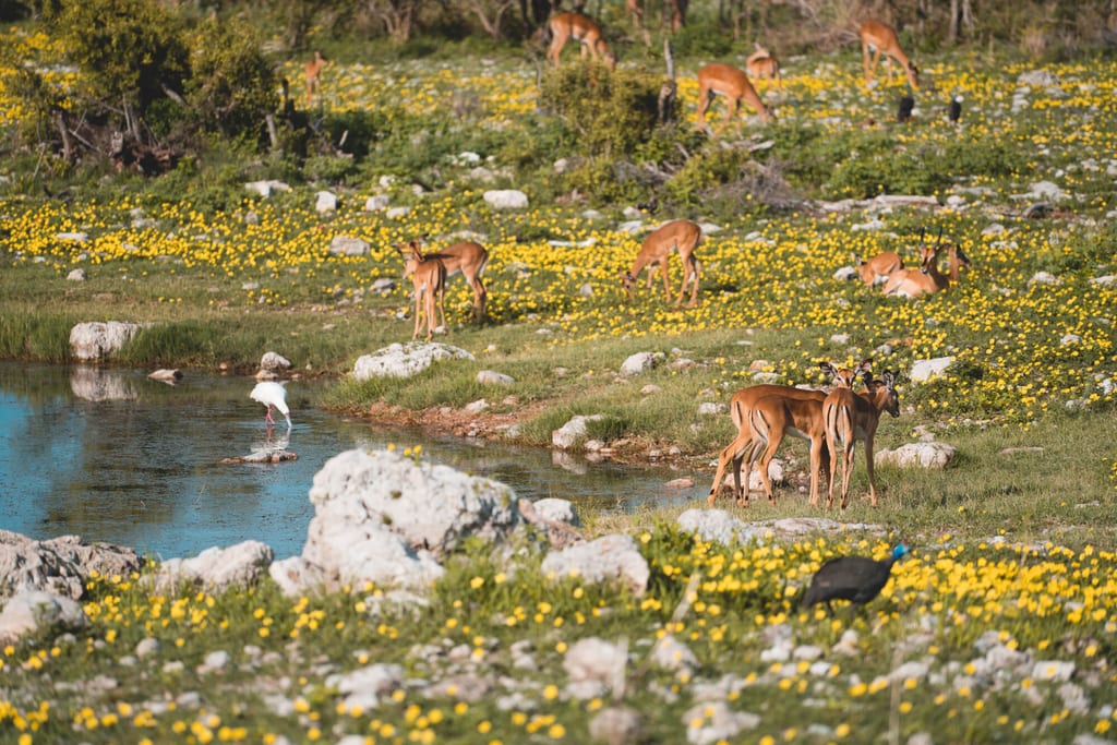 Im Etosha verändert sich die Landschaft nach Regen schlagartig in grüne Wiesen mit Blumen