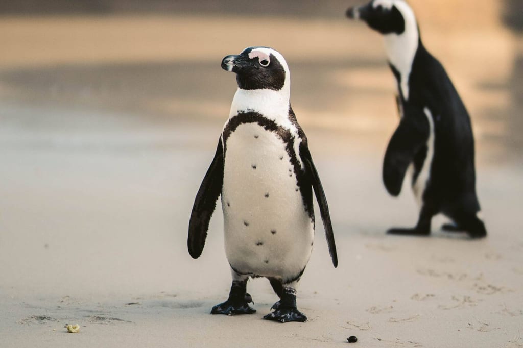 Zwei Brillenpinguine auf sandigem Strand, einer frontal im Vordergrund, einer unscharf im Hintergrund.
