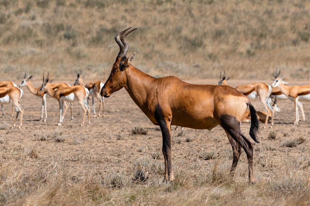 Einzelne Antilope im Vordergrund, im Hintergrund mehrere Gazellen auf trockener Savanne bei hellem Tageslicht.