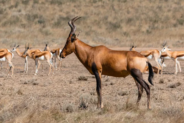 Einzelne Antilope im Vordergrund, im Hintergrund mehrere Gazellen auf trockener Savanne bei hellem Tageslicht.