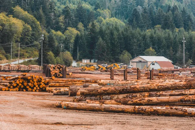 Abgeholzte Bäume auf Vancouver Island