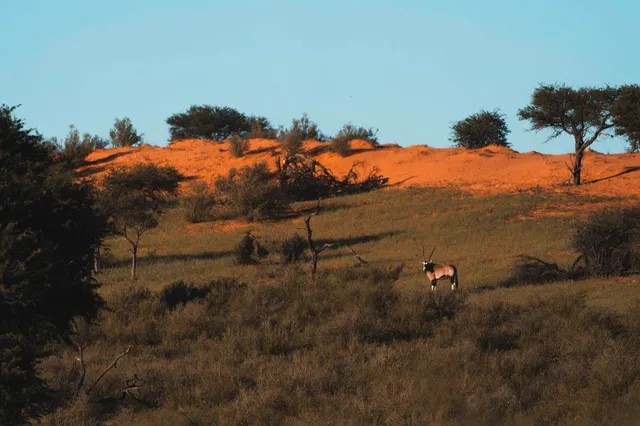 Einzelne Antilope auf grasigem Hügel vor oranger Sanddüne im warmen Seitenlicht.