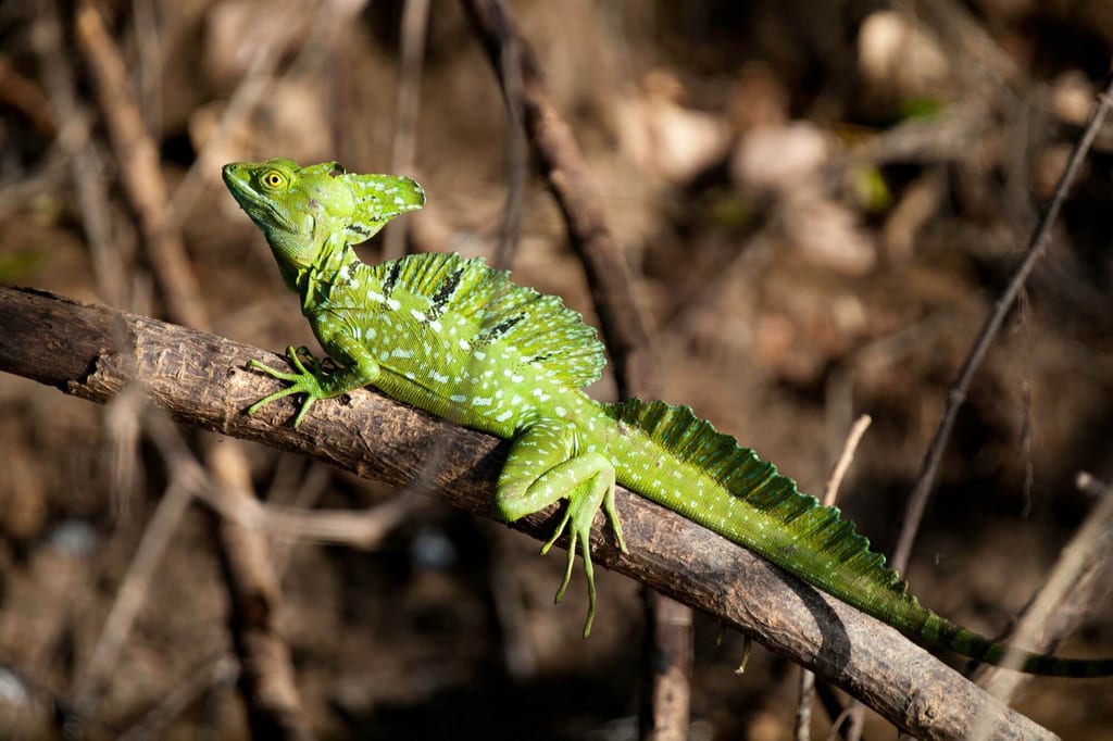 Stirnlappenbasilisk in Seitenansicht auf einem Ast, leuchtend grün im Sonnenlicht.