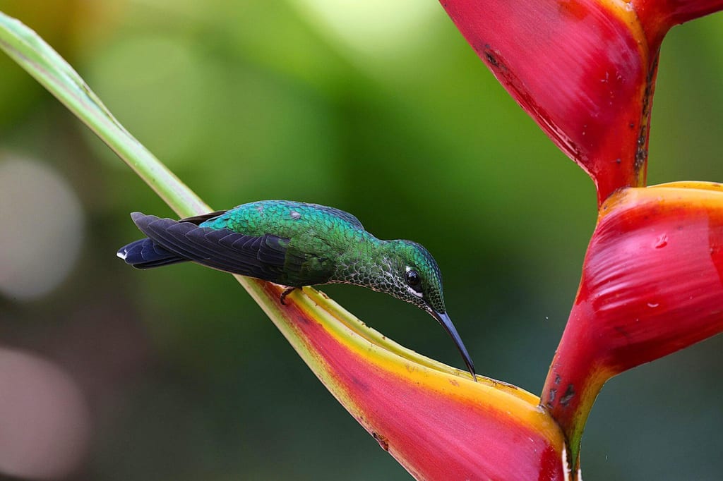 Nahaufnahme eines grünen Kolibris beim Füttern an einer roten-gelben Blüte