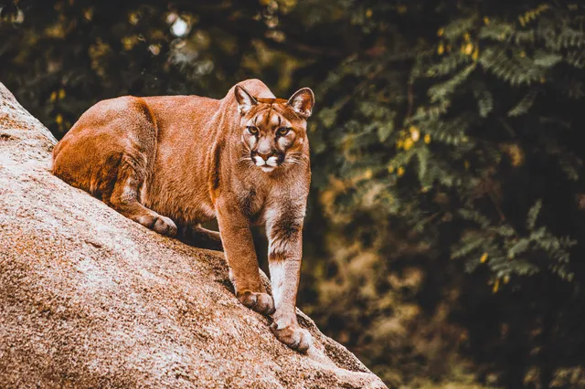 Puma liegt auf einem Felsen und blickt aufmerksam vor einen Hintergrund aus grünem Laub.