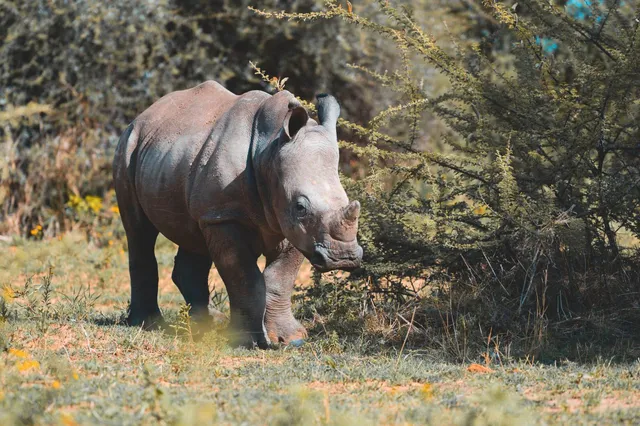 Ein junges Nashorn am Waterberg Wilderness