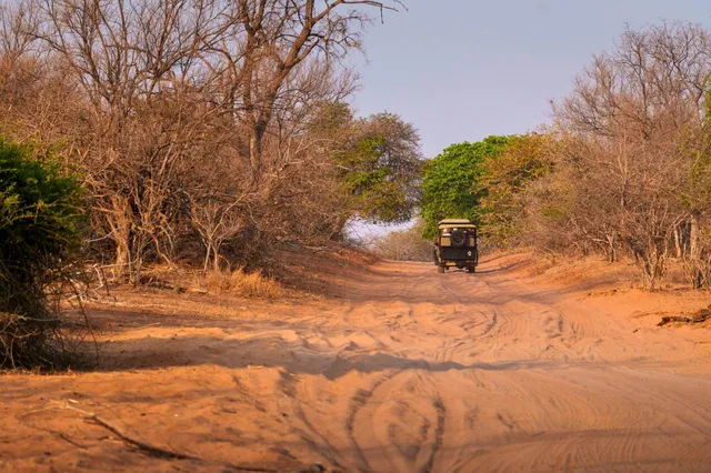 Safari-Fahrzeug fährt auf sandiger Piste durch trockenen Busch im warmen Spätnachmittagslicht.