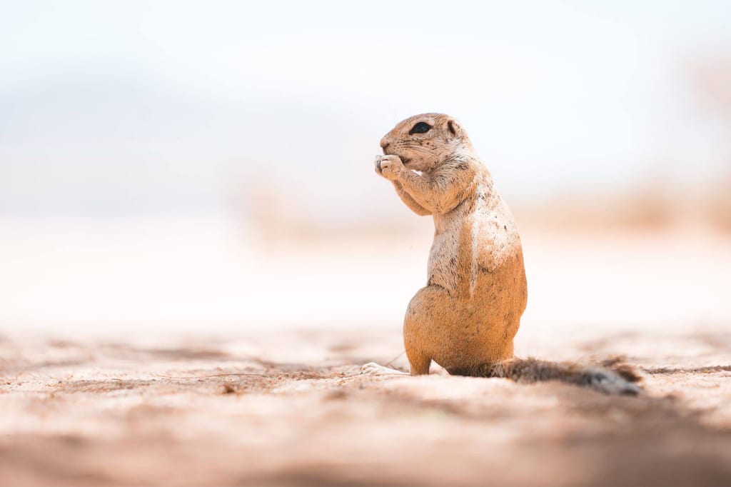 Erdhörnchen steht aufrecht im Sand und hält Nahrung vor dem Gesicht