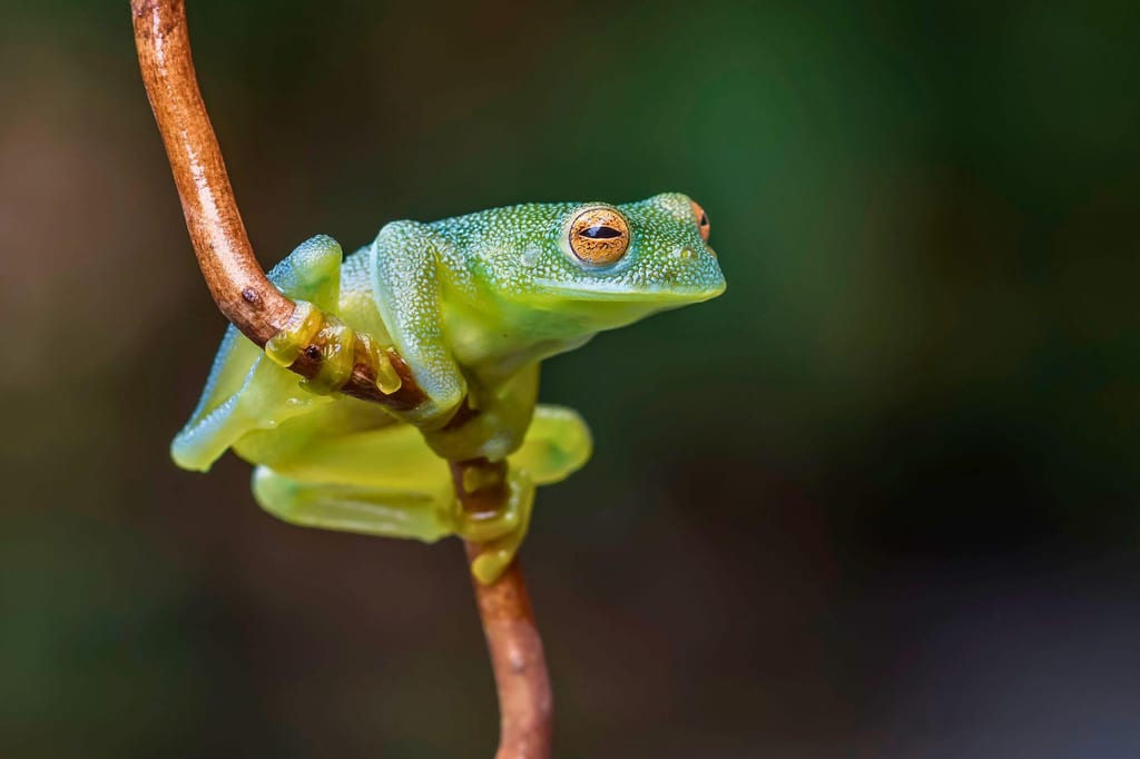 Makroaufnahme eines grünen Froschs, der an einer dünnen Liane hängt.