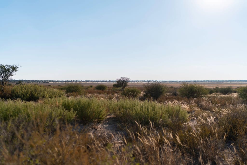 Weite trockene Gras- und Strauchlandschaft unter klarem, hellem Himmel am Vormittag.