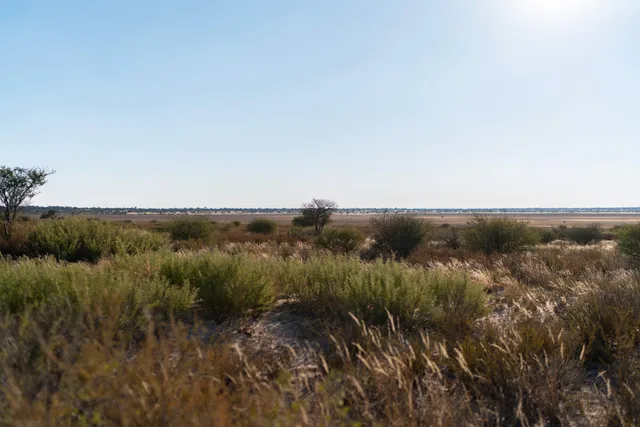Weite trockene Gras- und Strauchlandschaft unter klarem, hellem Himmel am Vormittag.