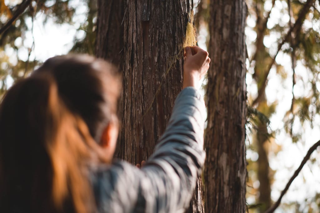 Flechte an den Bäumen im Küstenregenwald auf Vancouver Island