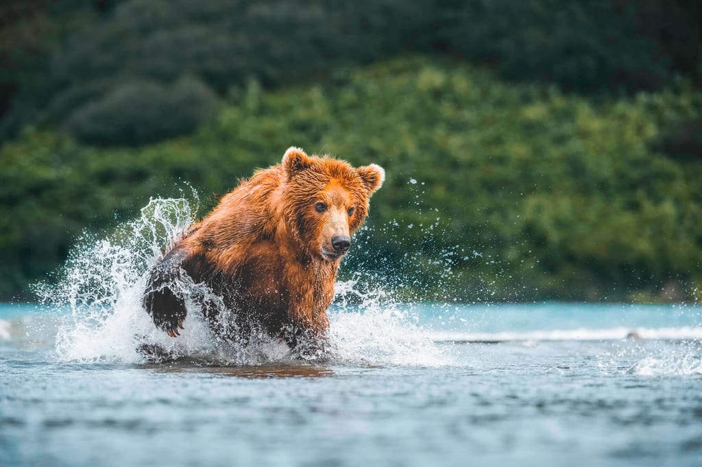 Ein einzelner Bär schlägt in flachem Wasser Wasserfontänen, nasses Fell und grünes Ufer im Hintergrund.