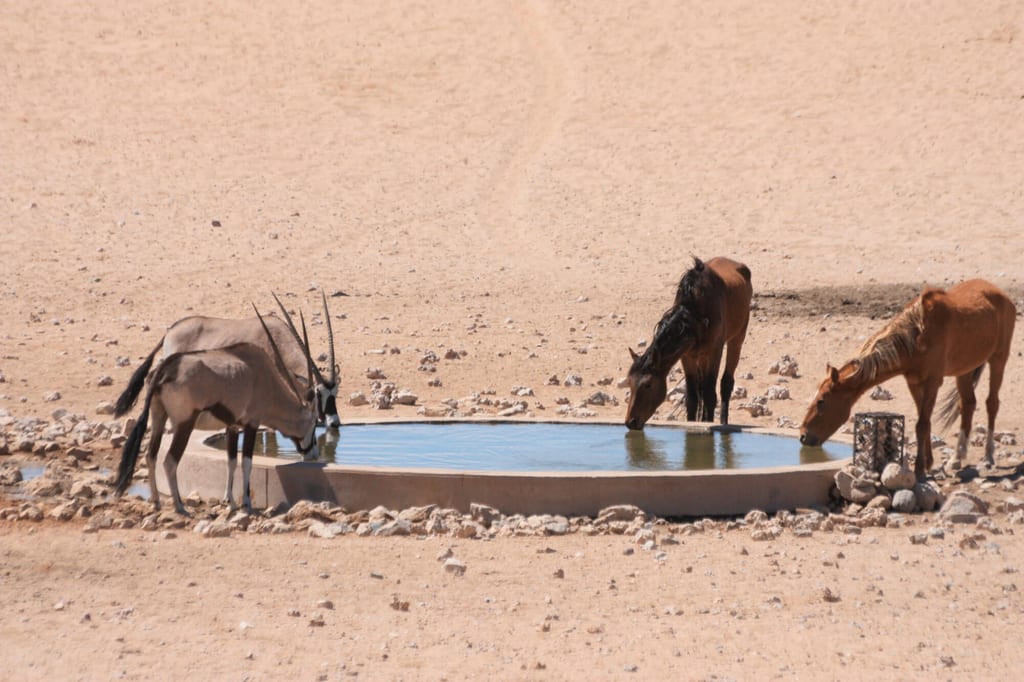 Zwei Antilopen und zwei Pferde trinken an einem Wasserbecken in karger Wüstenlandschaft