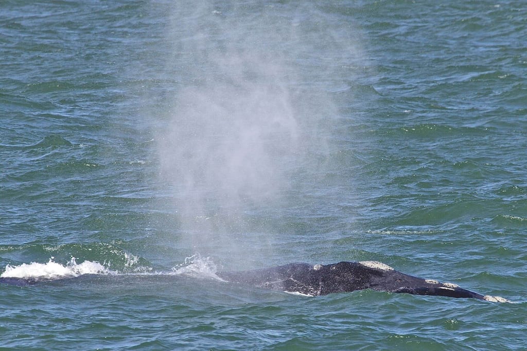 Seitliche Ansicht eines atmenden Wals mit aufsteigender Wasserfontäne auf dem Meer