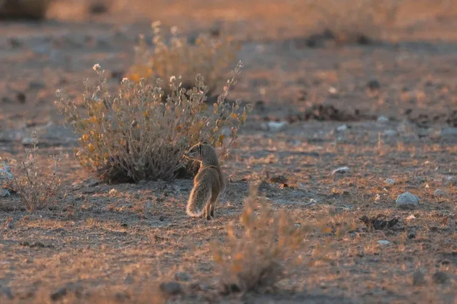 Fuchsmanguste steht aufrecht in trockener Steppe im warmen Abendlicht.