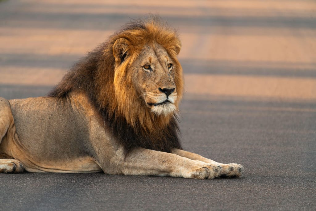 Große Raubkatze liegt ruhig auf einer Straße im Kruger Nationalpark bei warmem Seitennlicht.