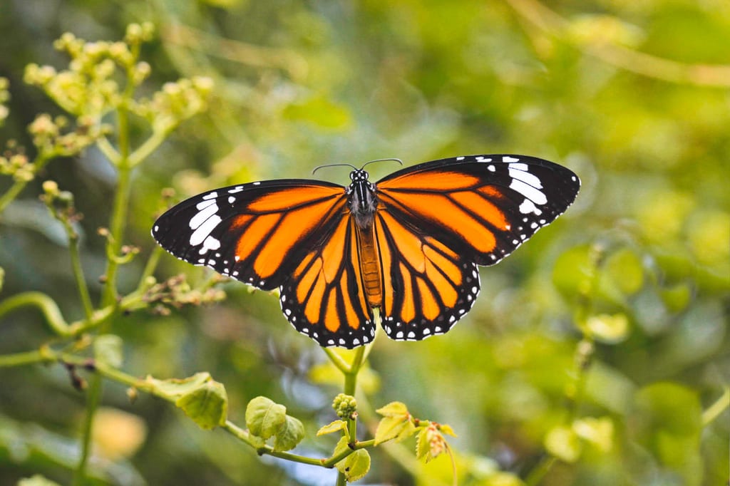 Monarchfalter Migration
