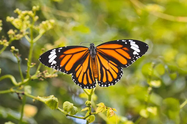 Monarchfalter Migration