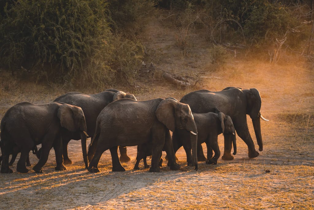 Elefantenherde auf der Botswana Route