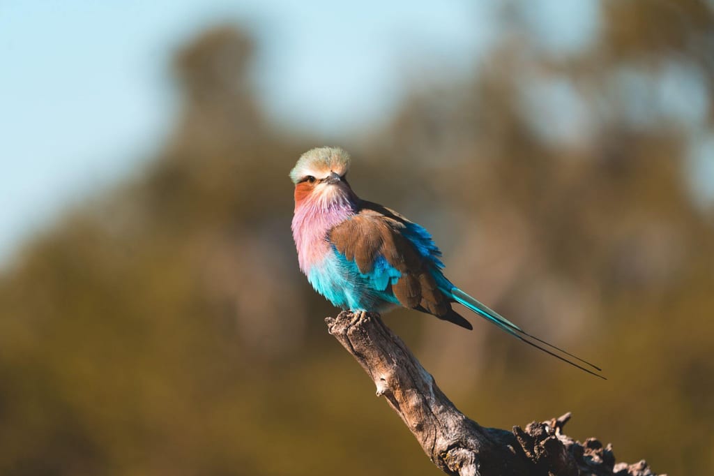 Farbenprächtiger Vogel sitzt auf trockenem Ast vor unscharfem, warmem Hintergrund.