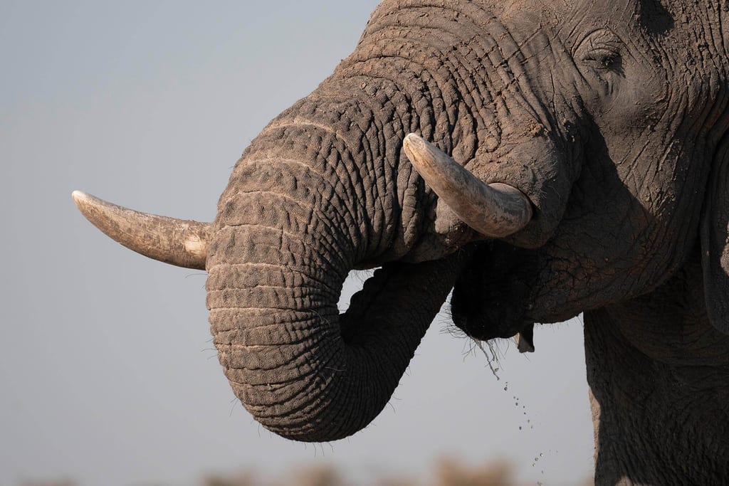 Ein Elefant führt seinen Rüssel zum Maul