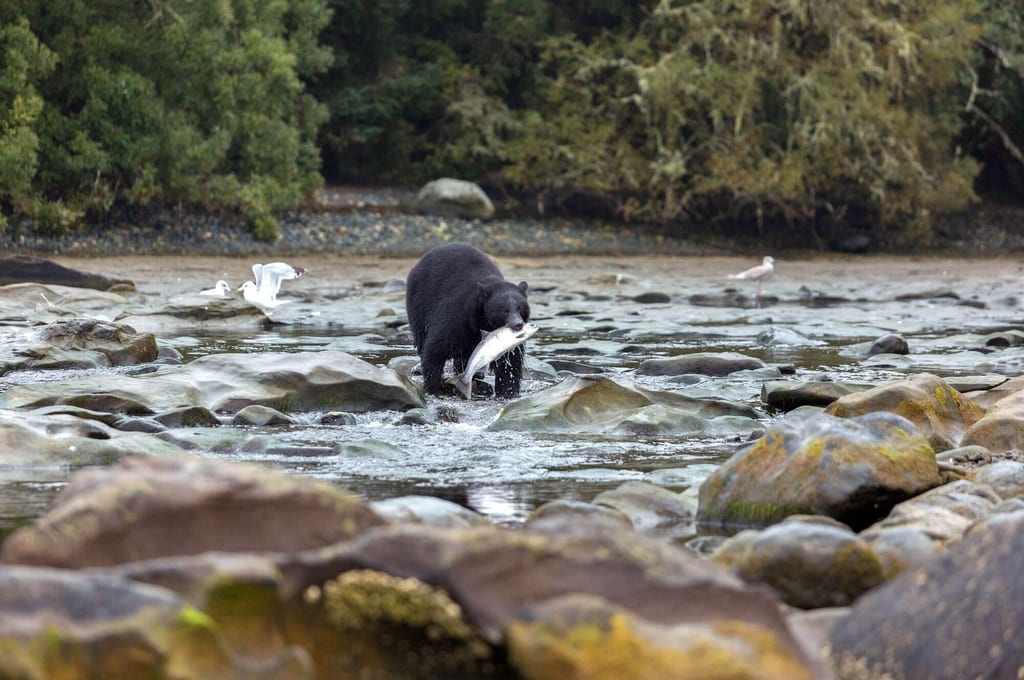 Bär im flachen Fluss mit großem Fisch im Maul, Möwen am Ufer, felsige Ufervegetation, bewölkter Tag.